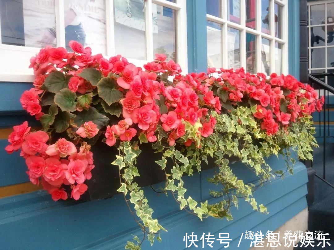 树荫下必不可少的11种耐阴植物,能开花,能观叶,看你选哪种