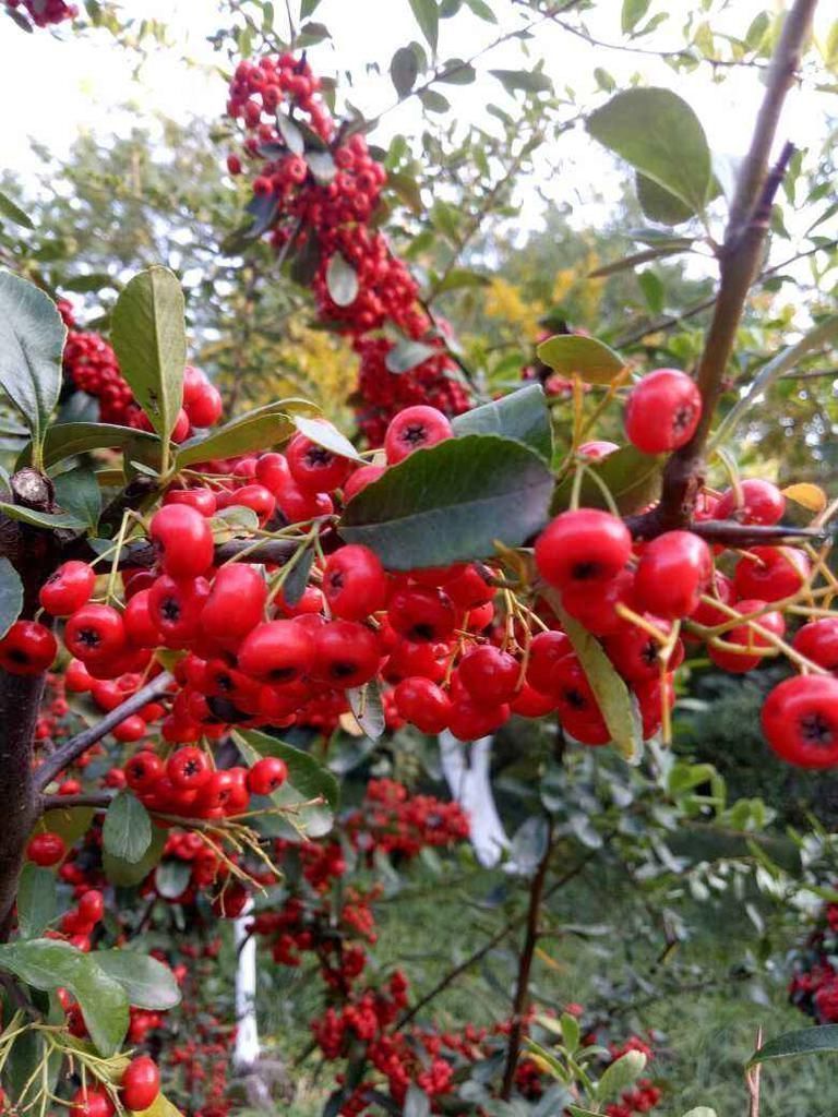 一种花叫做“吉祥果”,小时候砍了当柴烧,长大竟然变成高端盆景