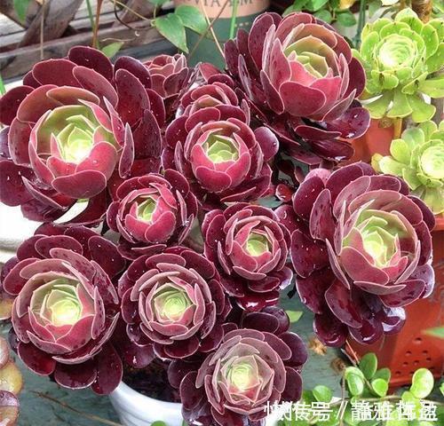 3种多肉别再室内养,养花大神都避开,你也别再当作宝!