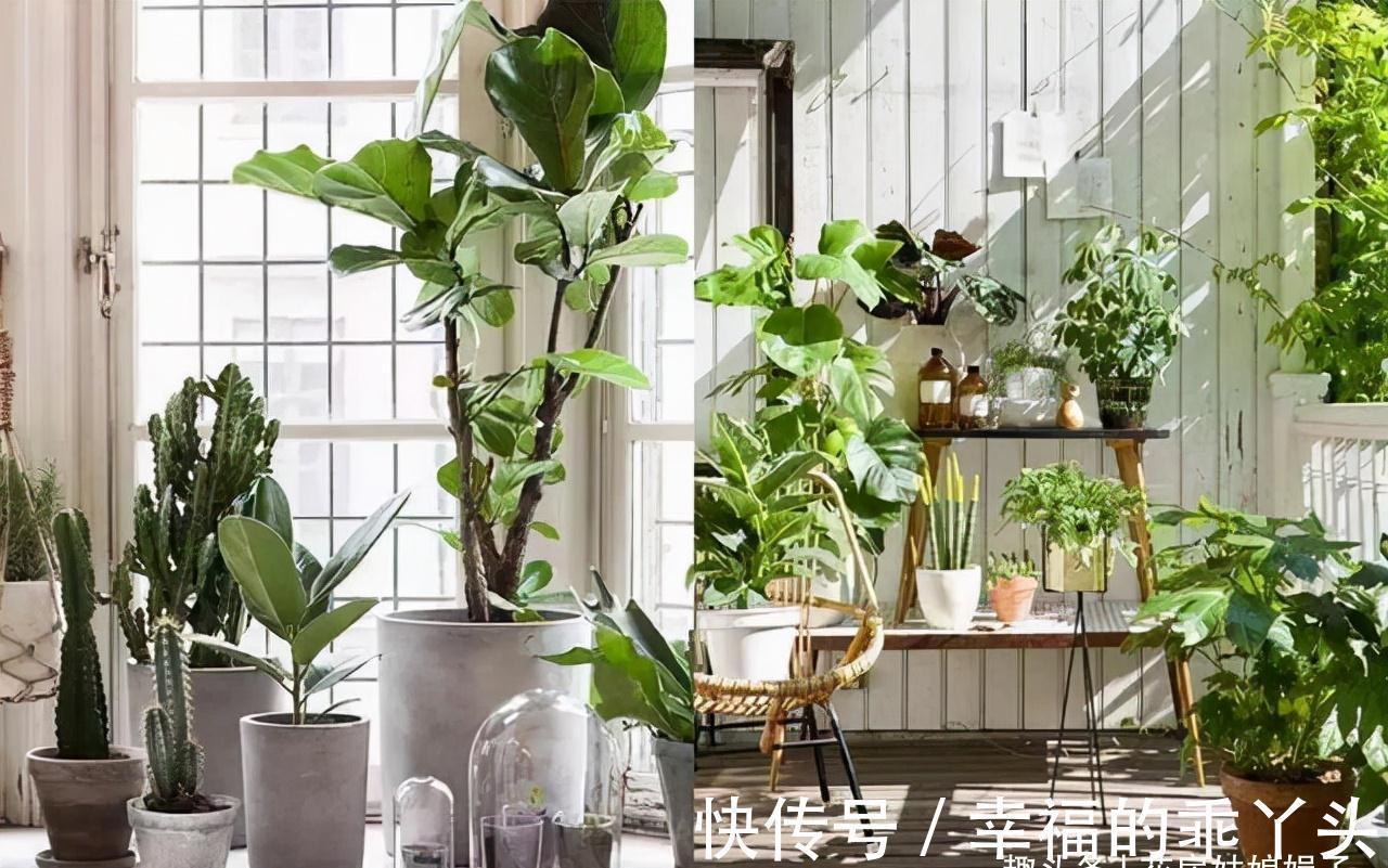 天气变冷,养花出现异状不要慌,原因都在这里,你都做对了吗?