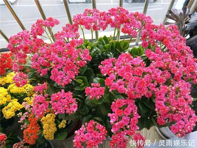 叶片|长寿花开败了？别手欠！3件事做对了，花芽又挤满了