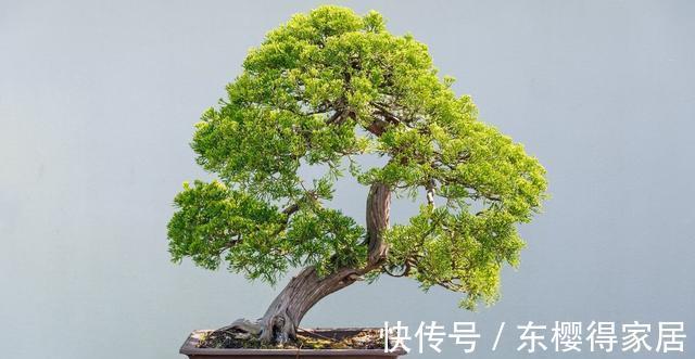 火山岩|养殖盆景花卉时,需要用到的介质,火山岩还不能取代河沙的作用