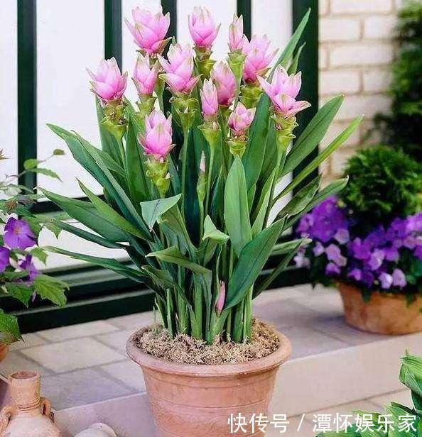 生在土里的荷花,开花一大朵,样子别致花期长,种一棵就赚了