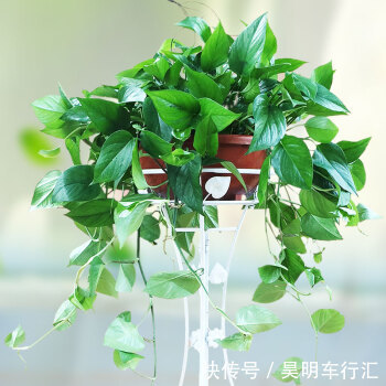 卧室种上6种花，皮实又好养，清新又干净，值得拥有