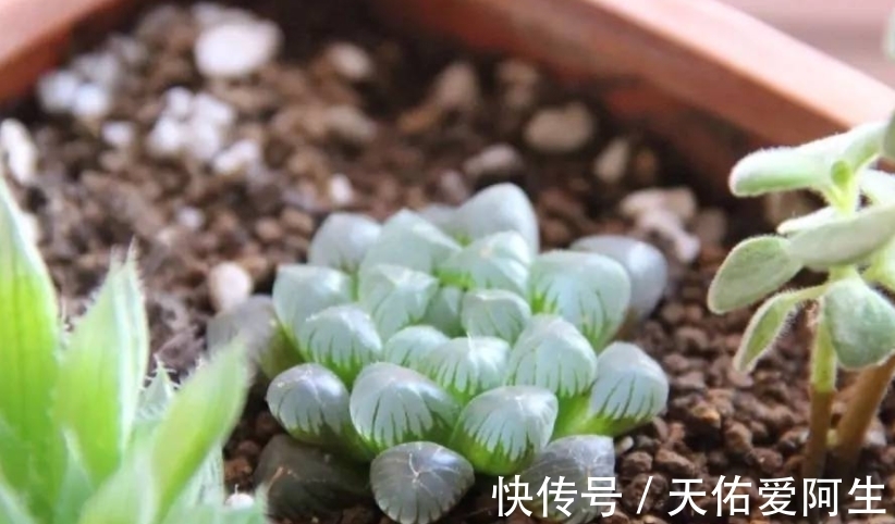 多肉|这5种十二卷属多肉养护简单,盆栽不易黑腐烂根,值得新人入坑