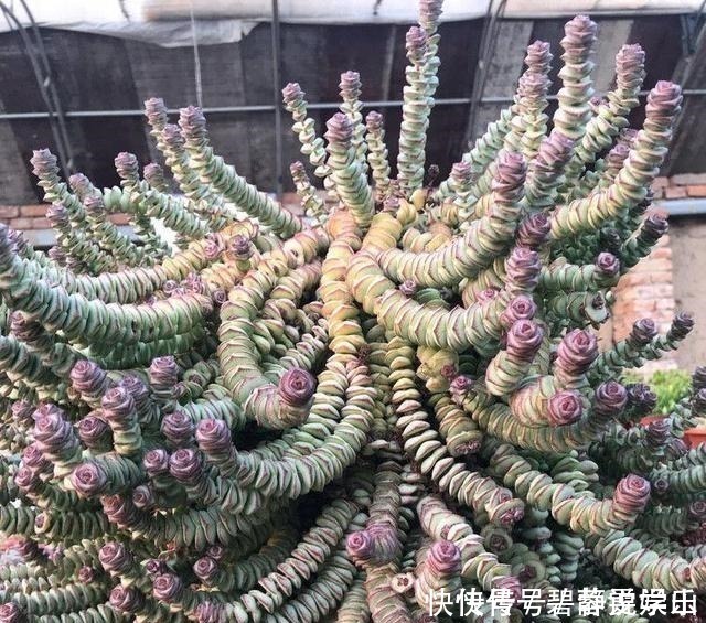 张大妈家的“多肉”又爆盆了,给看得“眼红”了