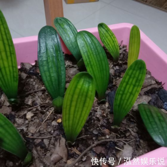 发芽|君子兰还在买种子丢盆里就发芽,一次播种30盆,很快变大户!