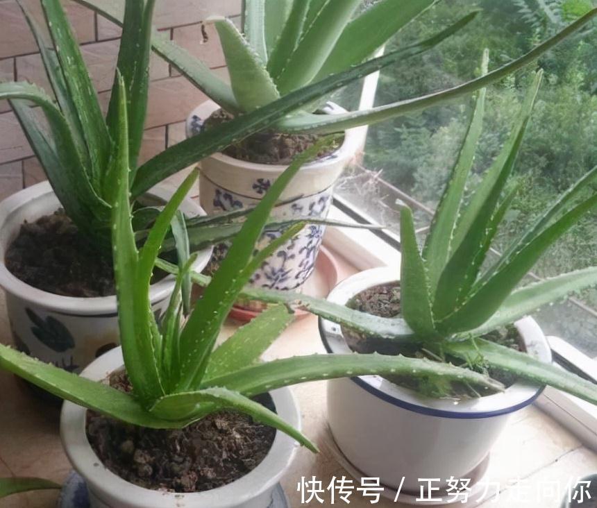 农历9月18霜降后，养什么花？家里养3种花，身心同康福寿双全