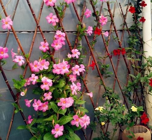 这3种花卉春天扦插最易活，剪一段枝条插土里就行