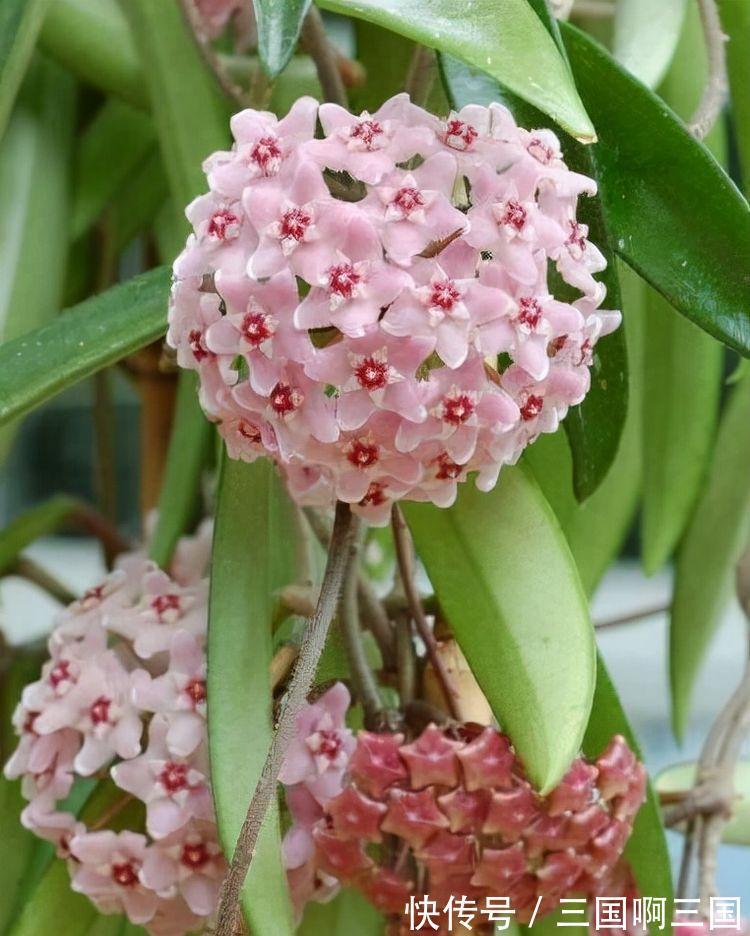 农历10月2日霜降后，养什么花？以下3种花，端庄喜庆红红火火