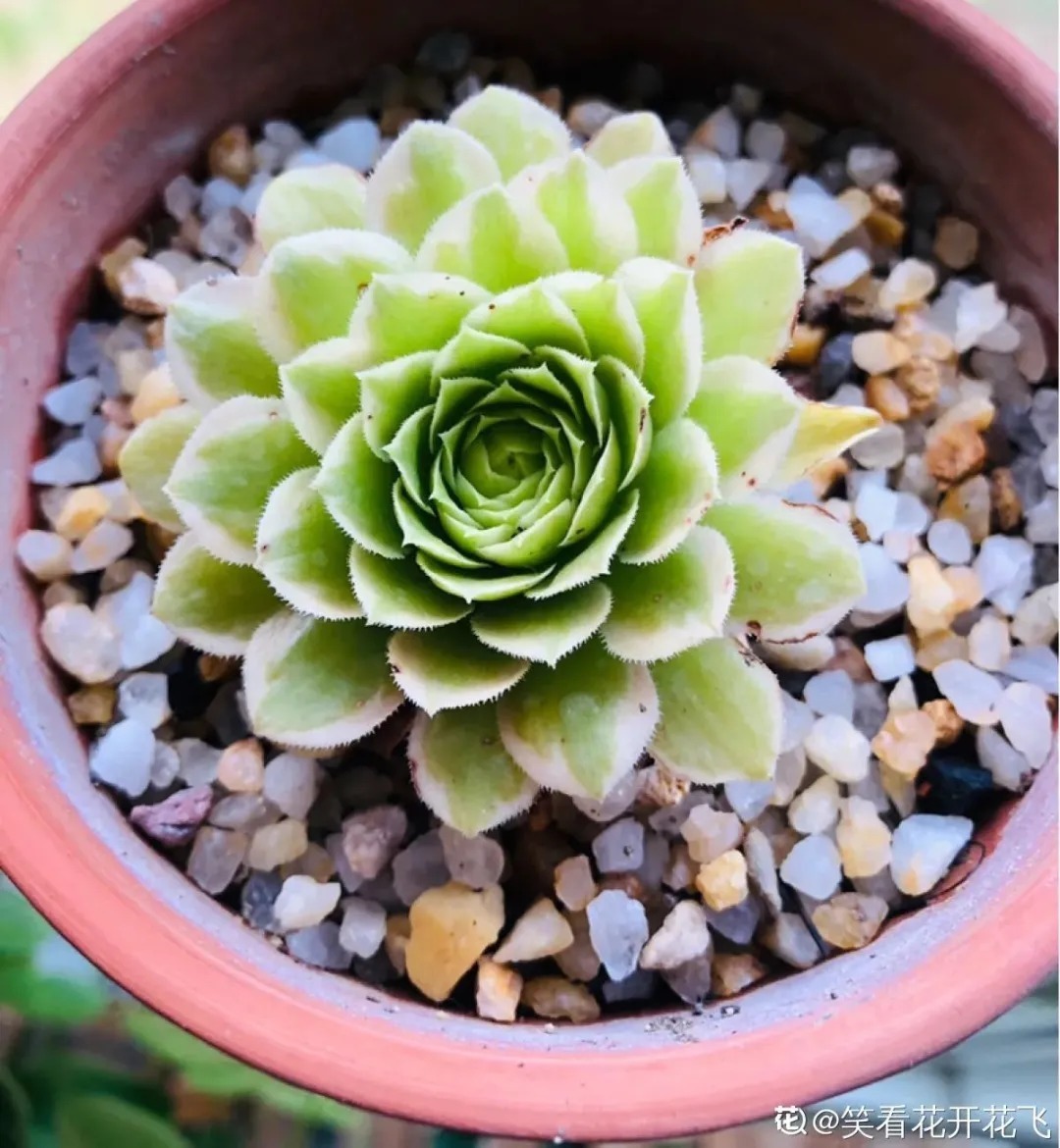 橙梦露|自从养了这8种多肉,我就没出过门,太“毒”了