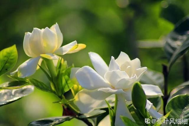 桂花|公认难养的20种花,养一盆死一盆,下次还敢买