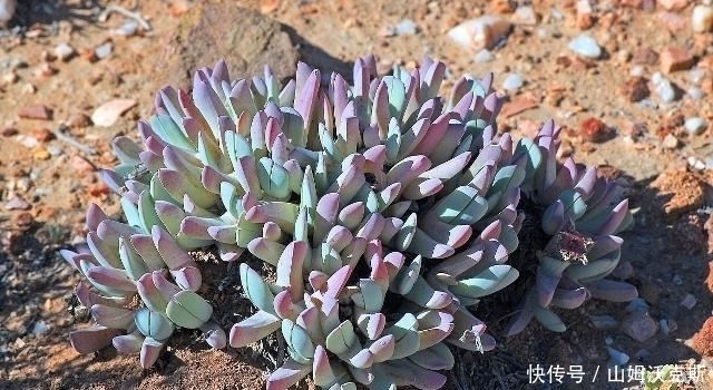 地球上最神奇的沙漠,满地多肉与鲜花,游客:怕不是个假的!
