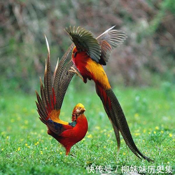 以凤指女人合适吗 龙生九子 凤生几子 快资讯