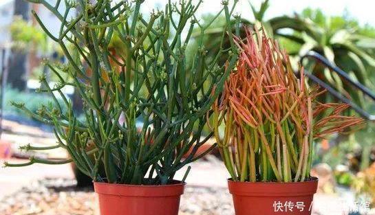 轻松|室内盆栽光棍树如何养好?掌握4点需求,轻松蔓延出一大片