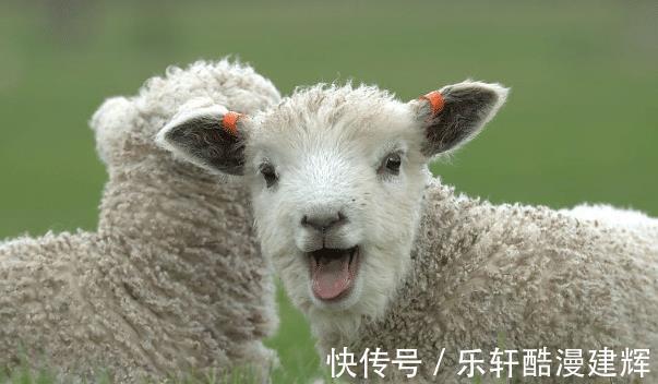 生肖|属羊的人生在几月，下半年否极泰来，财源广进，事业顺遂