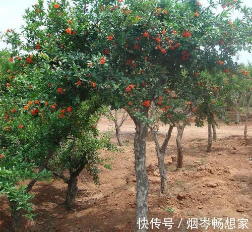 好运|家门前万万要种这3种植物，等于招好运旺财，难怪有钱人会住富裕