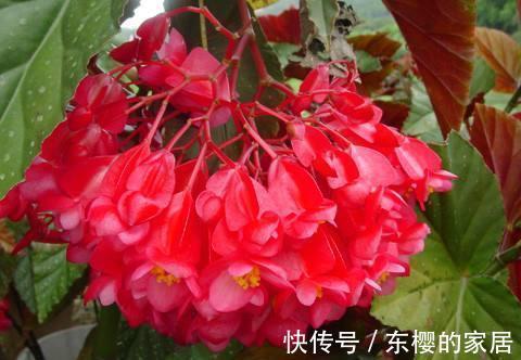 季节|农历7月1号起，最适合养这些花，花大美丽，芬芳馥郁，多季节开花
