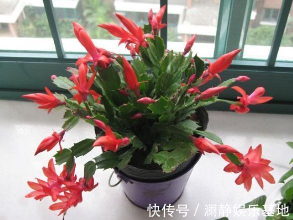 4种花深受花友的喜欢，开花爆盆很简单，大家抢着养