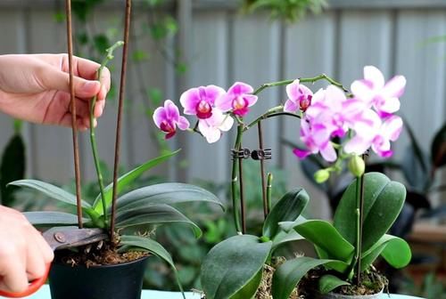 蝴蝶兰开完花不要扔，这样处理一下，还能再次开花