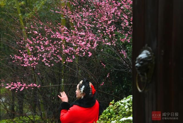 梅花|梅花盛放喜迎春节