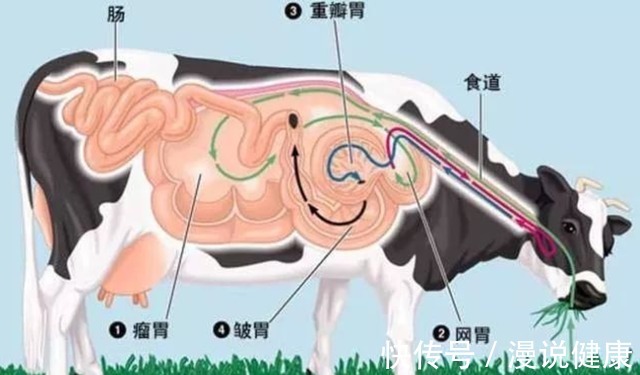 冰墩|吃素就能减肥？在冰墩墩的眼中，这是一个笑话