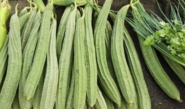 丝瓜|喝完丝瓜汤,一家三口险丧命再次提醒这种丝瓜不能吃