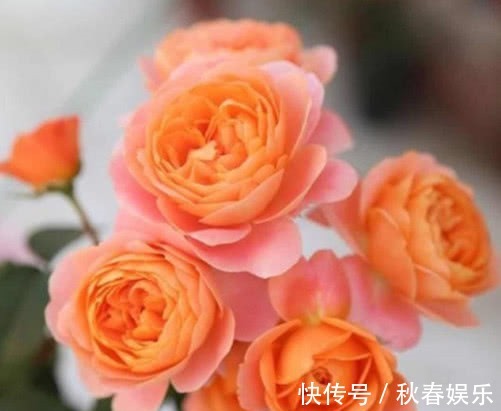 养月季,学会''6点''你就是高手,花苞冒不停,年年开花不断!