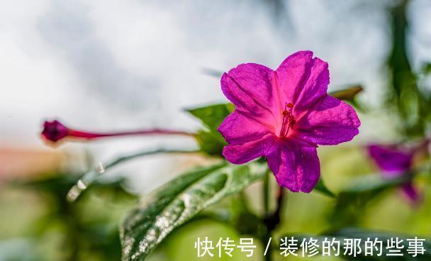 良心好花|5种被世俗耽误的良心好花，完美诠释了“我很普通，但很美”