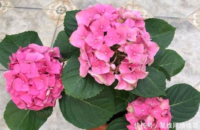 这四种花草十分好养活,喜欢养花的可以试试