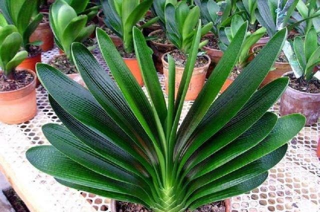 家养君子兰总是烂根掌握几个养护技巧,株形挺拔、四季常青