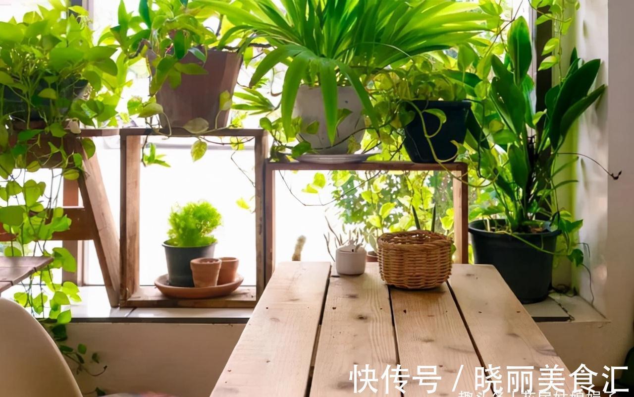 养花新手时常犯的5个养花错误，看似很美丽，实际很费钱