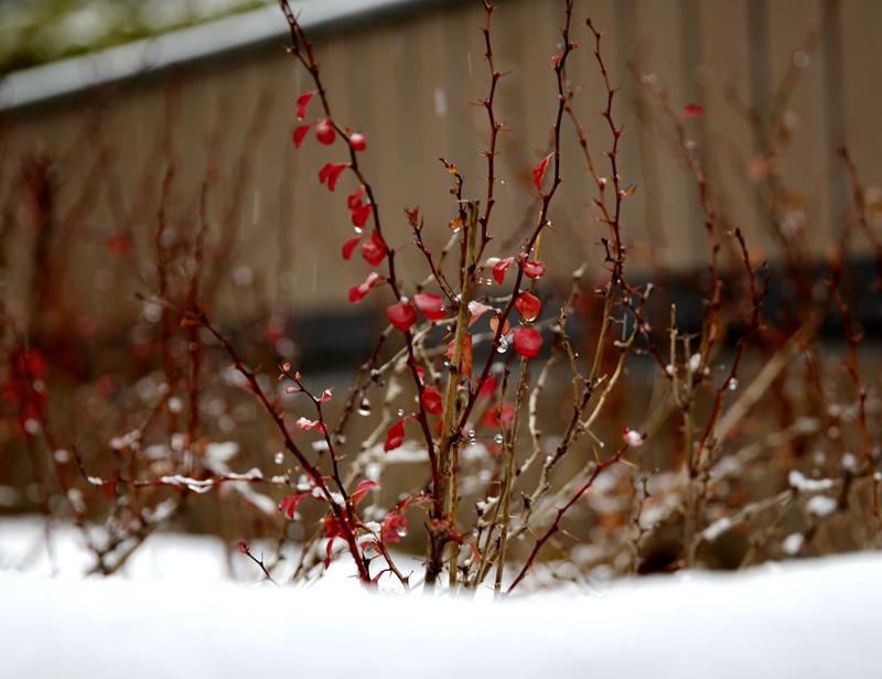 轻雪漫舞，浅冬安暖，自在随喜