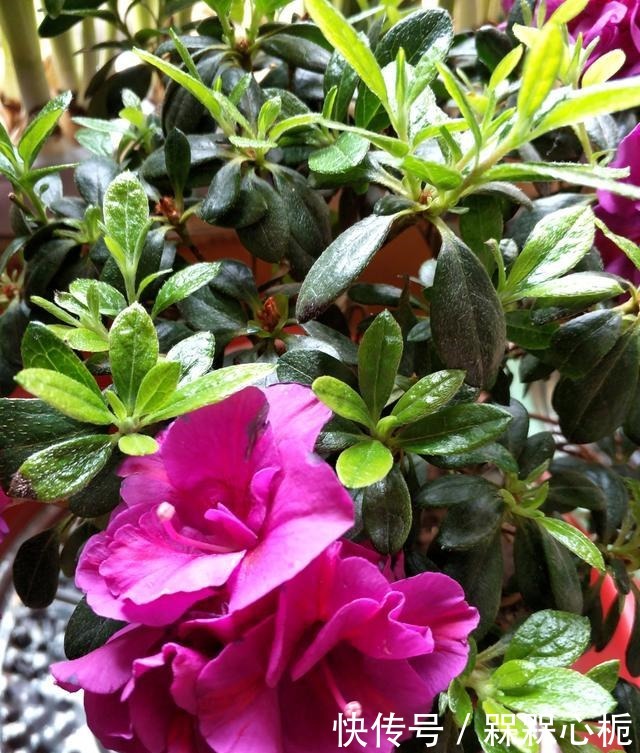 杜鹃花难养年年枯成“柴”,今春改变养殖方法,花繁叶茂根系壮!