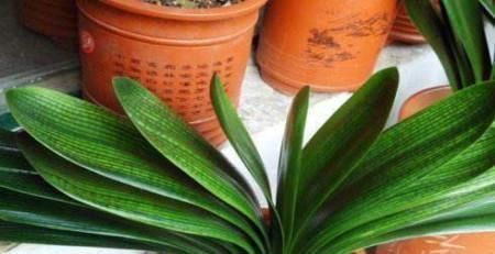 君子兰什么时候换盆好?掐准时间,“憋”满花芽