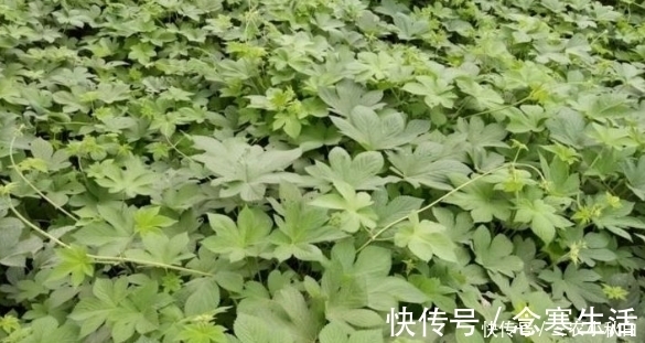 中药|乡下一种野草能割伤人,农民很是厌恶,殊不知它是一味中药