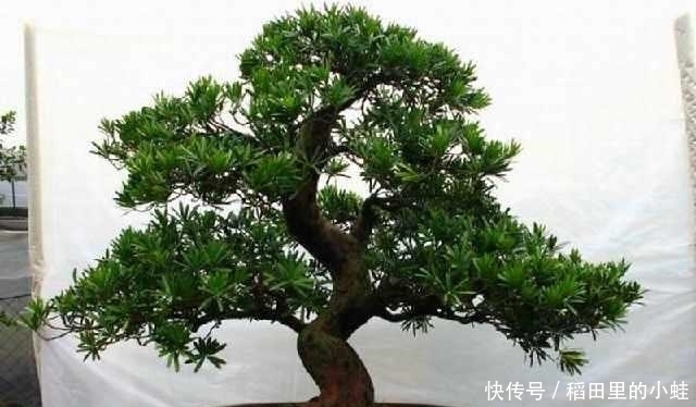 准备好入手罗汉松盆景了吗?罗汉松日常养护技巧!