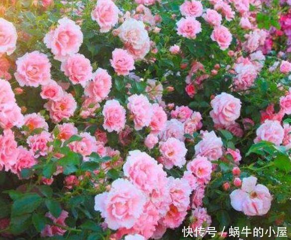春夏秋冬|4种花超漂亮,个个美出状态,简单养护就能长得旺,花美心情好!