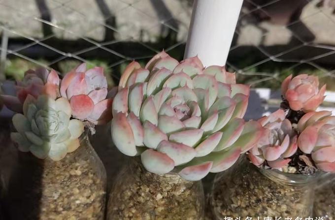 新玩法——用玻璃瓶养多肉,既方便打理又易于上色,阳台党的福音