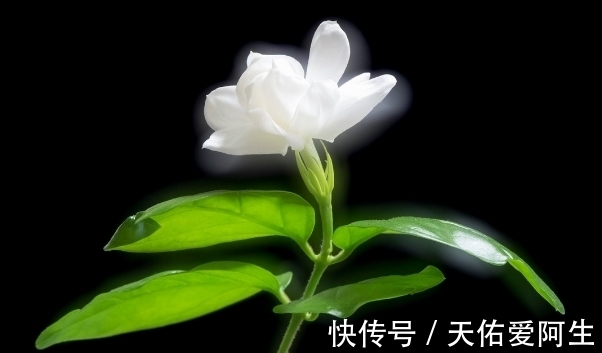 茉莉花|茉莉花大量掉叶子,还能活吗,找准原因才能对症下药