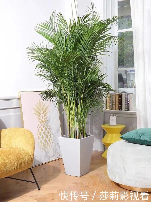 美誉|客厅养花就选这5种，清雅又大方、越养家里越干净，越养越健康