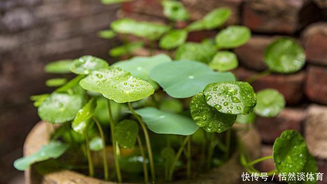 硫酸亚铁|5种“药”，过期也不要扔，兑水浇花，保花不生“虫和病”