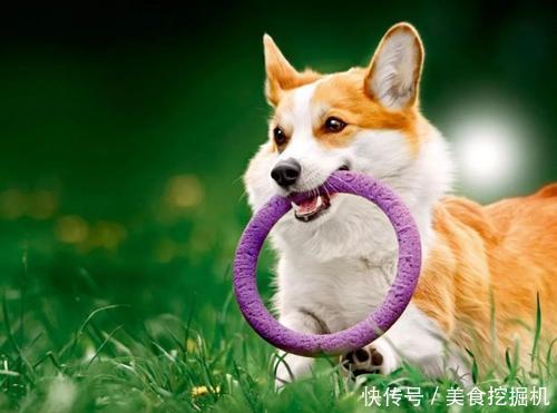 养柯基犬之前 一定要先了解它的6个特性 别怪我没提醒你 天合乐学帮助家长发现孩子的更多可能