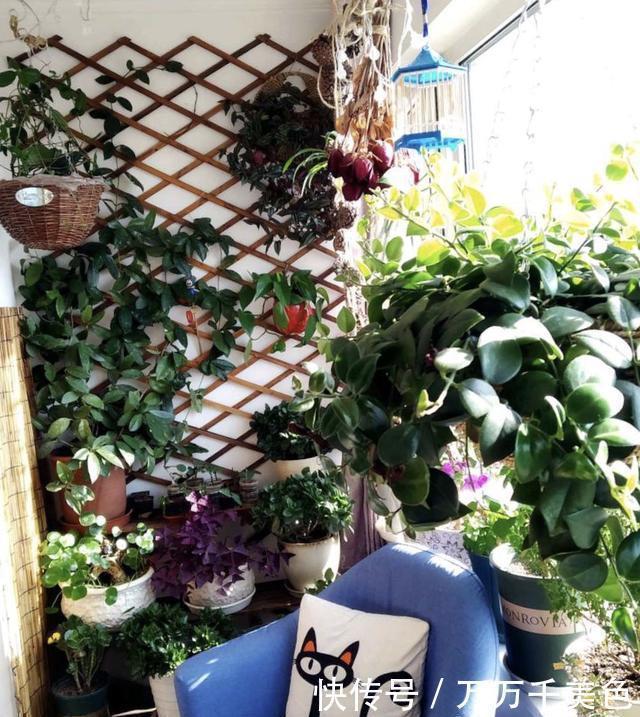 粉尘|此3种花养家里,粉尘、病菌减少一半,第2种专门吃蚊子
