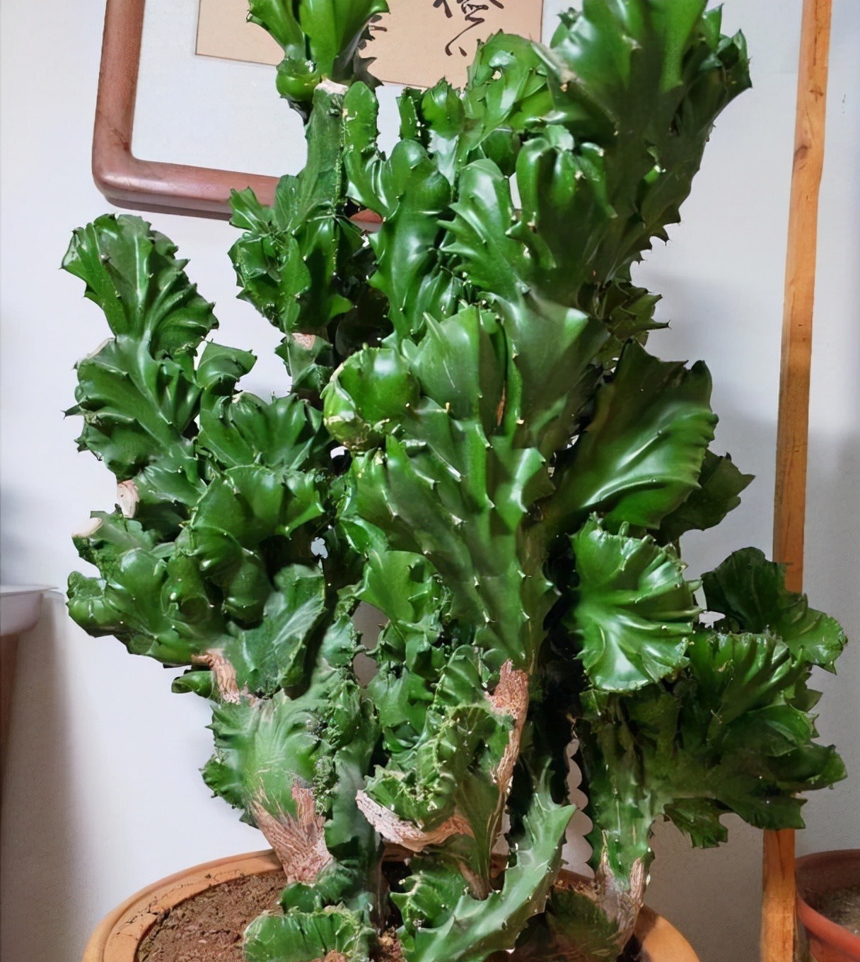 铁树|五种“镇宅花”,听名字就很“霸气”,关键还好养