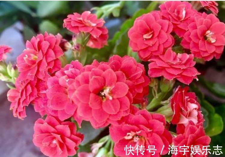 花卉盆栽|3种“垃圾”垫盆底，不黄叶烂根，1年四季叶子油绿，花开爆盆！