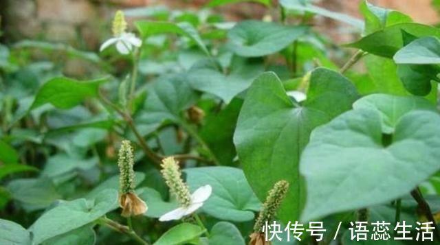 杀菌|妇科炎症别担心,常吃这几种食物,帮你杀菌消炎,做健康女人