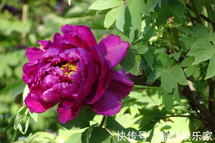 名品|喜欢菊花,不如养盆“牡丹名品”岛大臣,花团锦簇,花枝招展!