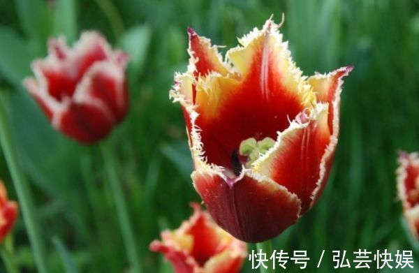 “稀有花卉”变色郁金香，花开会变色，唯美多姿，堪称精品