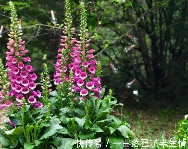 6种小众花,开花特别美,但很少有人养